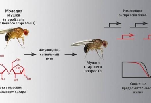 Меньше сахара - дольше жизнь