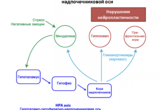 как стресс влияет на память